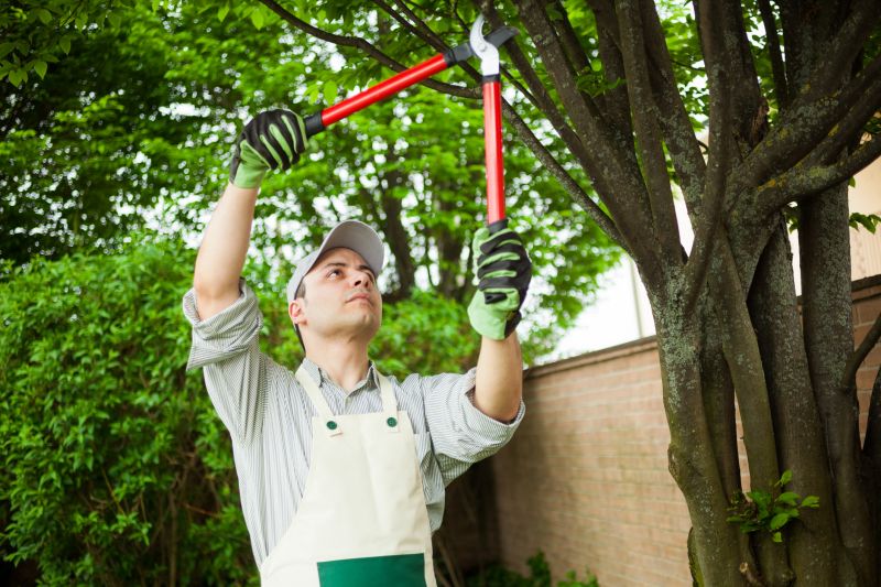 Wisteria Pruning