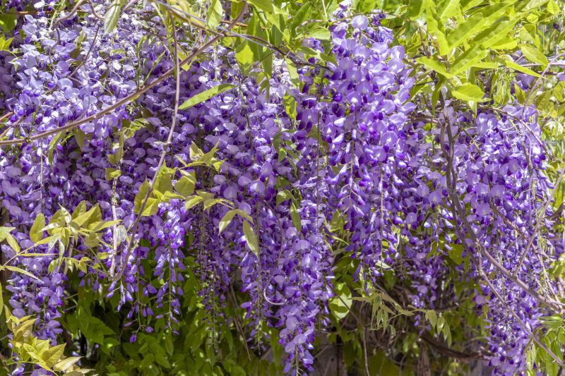 Wisteria Pruning Cost Guide — Cost of wisteria pruning