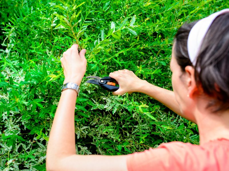 Wisteria Pruning Cost Guide — Cost of wisteria pruning