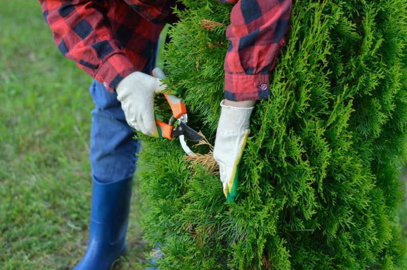 Wisteria Pruning Cost Guide — Cost of wisteria pruning