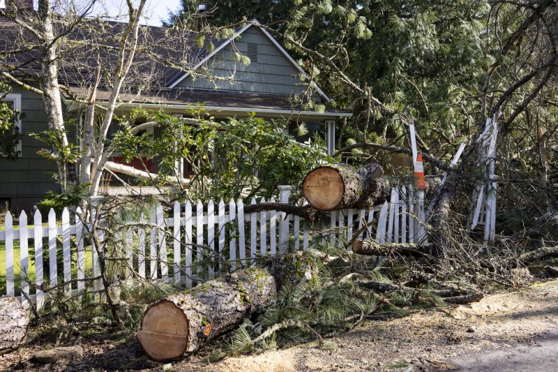Residential Fallen Tree