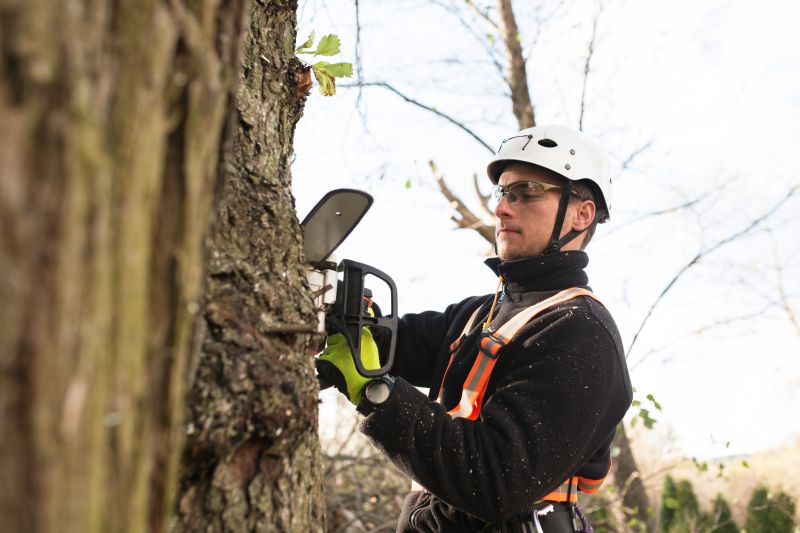 Arborist with Chainsaw