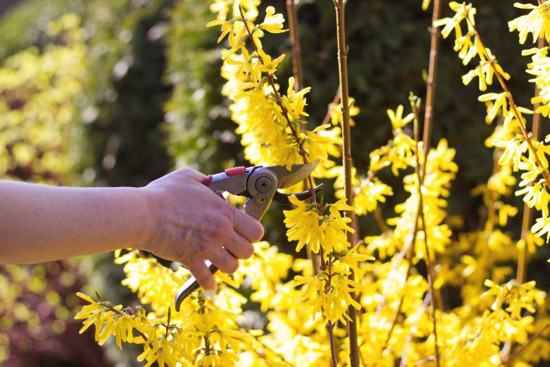 Healthy Wisteria After Pruning