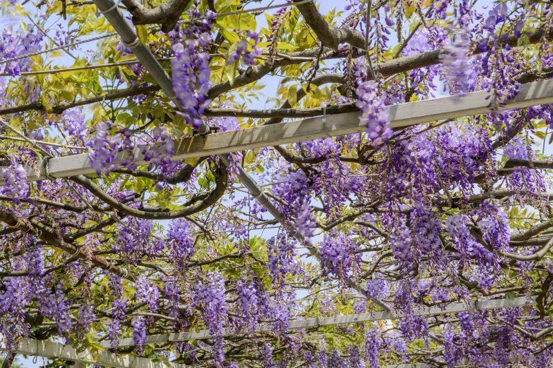 Wisteria Pruning