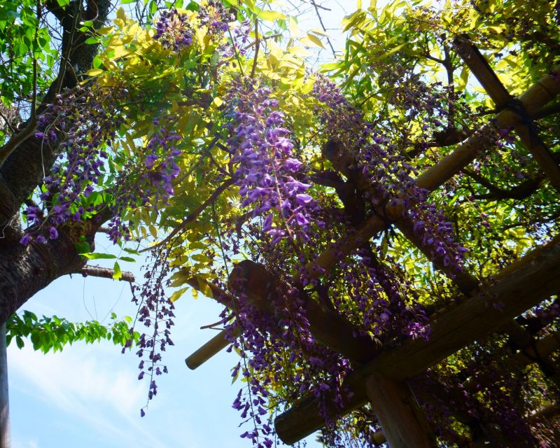 Wisteria Flowering After Pruning