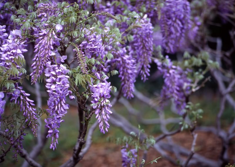 Wisteria Flower Clusters