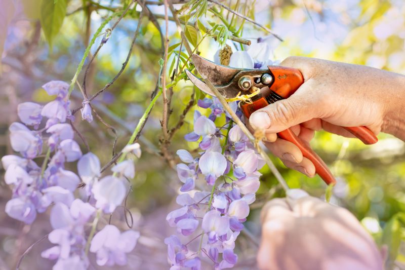 wisteria pruning