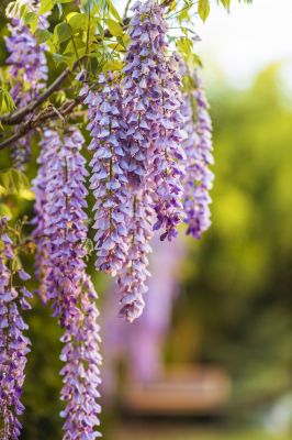 Encourages Bloom